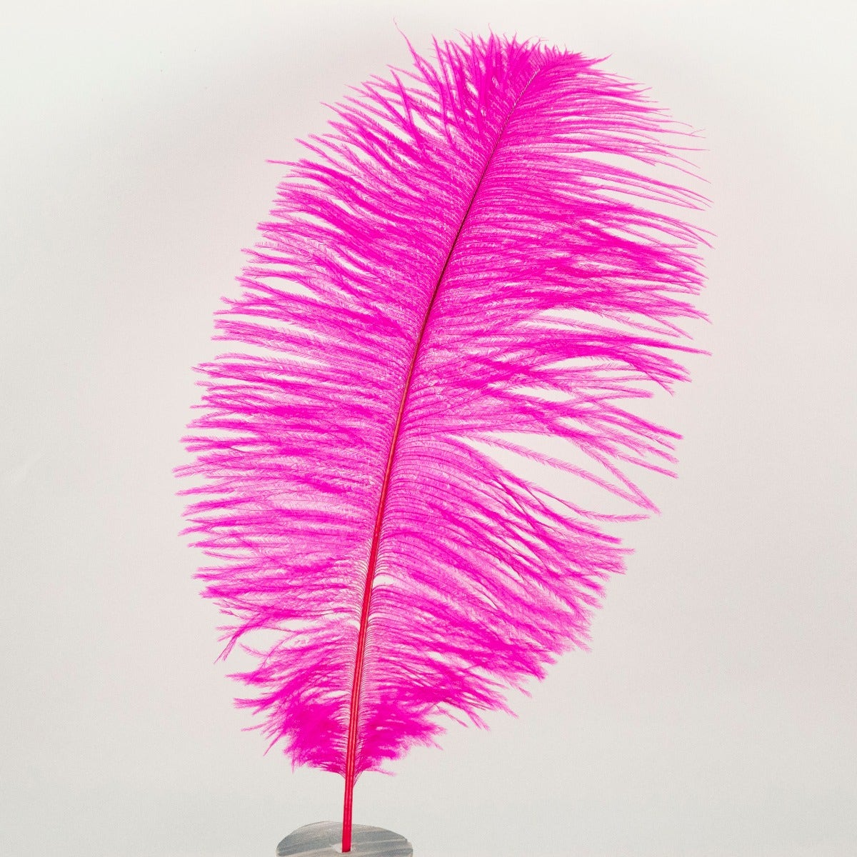 A single Neon Pink Ostrich Plume.