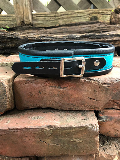 Teal rolled deluxe collar, back.