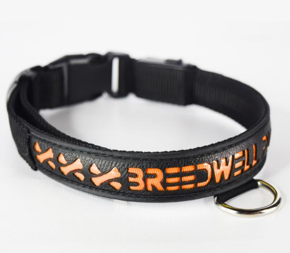 The Breedwell Pup Collar with orange LED color.