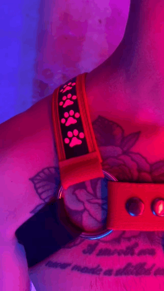 A gif demonstrating the lights changing on the red Poundtown LED Paw print Bulldog Harness.