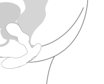 An illustration showing how the Lovense Edge 2 Bluetooth Prostate Vibrator can be positioned inside the body.
