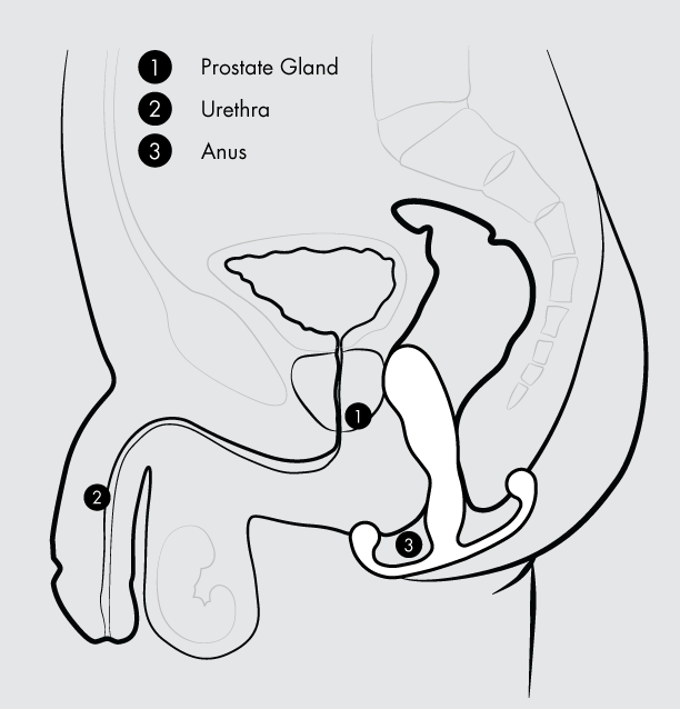 A diagram showing how the Aneros Helix Syn Trident Prostate Massager fit into the anus.